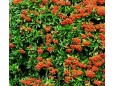Pyracantha crenatoserrata